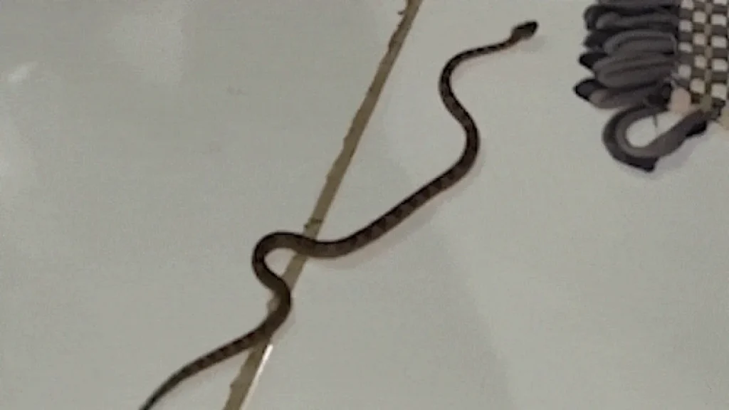 Morador resgata jararaca dentro de casa no Pantanal