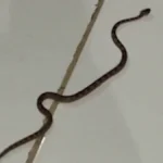 Morador resgata jararaca dentro de casa no Pantanal