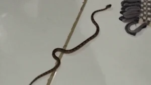 Morador resgata jararaca dentro de casa no Pantanal