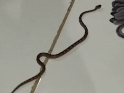 Morador resgata jararaca dentro de casa no Pantanal