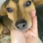 Cão Sorriso que sobreviveu a abandono e atropelamento busca lar