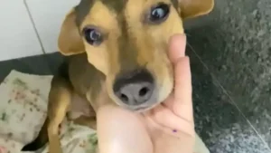 Cão Sorriso que sobreviveu a abandono e atropelamento busca lar