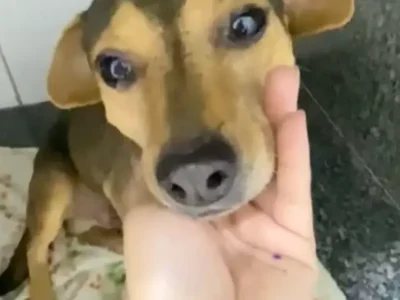 Cão Sorriso que sobreviveu a abandono e atropelamento busca lar