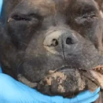 Dupla invade empresa, mata cão e incendeia caminhonete em Campo Grande