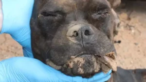 Dupla invade empresa, mata cão e incendeia caminhonete em Campo Grande
