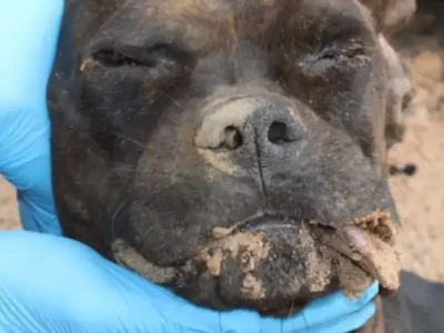 Dupla invade empresa, mata cão e incendeia caminhonete em Campo Grande