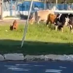 Animais soltos invadem rotatória do Terminal Guaicurus em Campo Grande