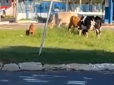 Animais soltos invadem rotatória do Terminal Guaicurus em Campo Grande