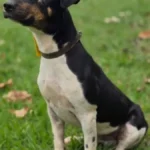 Cachorro de um olho espera adoção no CCZ em Campo Grande