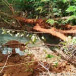 MP apura poluição e morte de peixes no Córrego Imbirussu