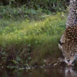 Seca no Pantanal aumenta avistamento de onças; veja como observar