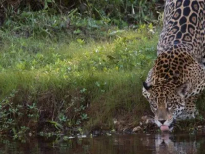 Seca no Pantanal aumenta avistamento de onças; veja como observar